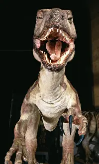 Dromaeosauroidea: Deinonychus