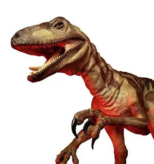 Dromaeosauroidea: Deinonychus