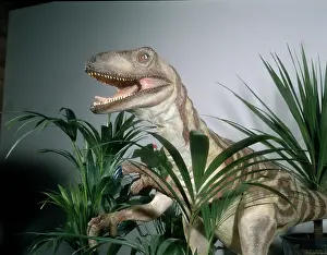 Dromaeosauroidea: Deinonychus