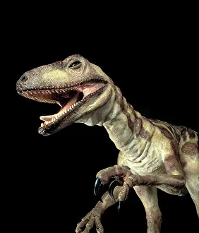 Dromaeosauroidea: Deinonychus