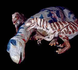 Euornithopoda: Deinonychus