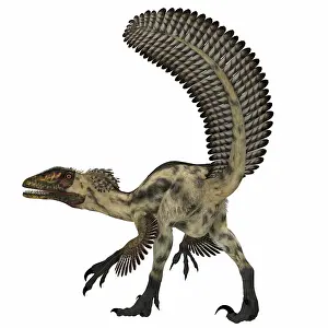 Contour: Deinonychus, a carnivorous dinosaur from the early ?