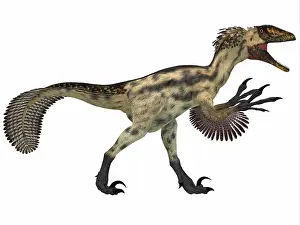 Contour: Deinonychus, a carnivorous dinosaur from the early ?