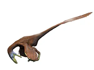Dromaeosaurid: Deinonychus dinosaur