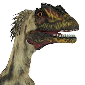 Dromaeosaurid: Deinonychus dinosaur head