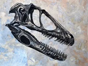 Sockets: Deinonychus dinosaur skull