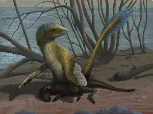 Psittacosaurid: A Deinonychus protects its kill, a psittacosaurid dinosaur