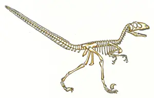 Konopelko: Deinonychus skeleton