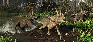 Ceratopsian: A Deinosuchus alligator attacks a Agujaceratops