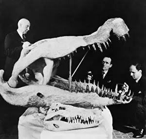 Alligator: Deinosuchus Skull
