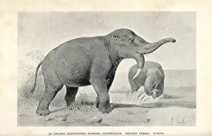 Deinotherium: Deinotherium giganteum