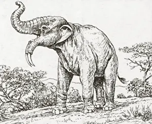 Deinotherium: Deinotherium, a Prehistoric Extinct Mammal