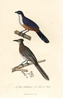 Botta: Delalande's coua (extinct), and greater roadrunner
