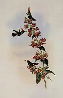 Coquette: DeLatre's Coquette, Lophornis Delattrei