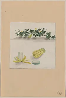 Squash: Delicata squash with plant vines growing in the background