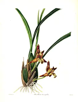 Tenuifolia: Delicate-leafed maxillaria or coconut pie