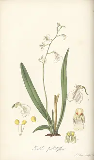 William Blackwood: Delicate violet orchid, Ionopsis utricularioides