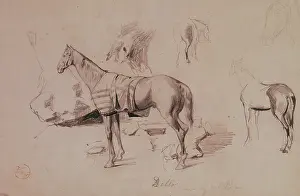 Militar: Dello, horse of General Prim. 1860. Drawing by Mariano Fortu