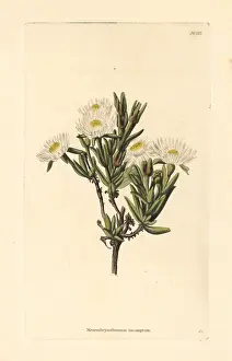Succulent: Delosperma invalidum
