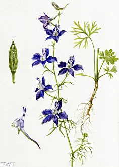 Delphinium: Delphinium ajacis