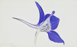 Ranunculaceae: Delphinium ajacis, rocket larkspur