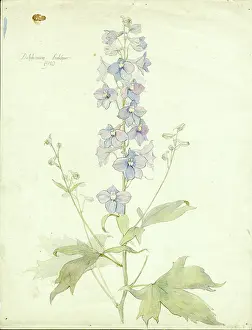 Delphinium: Delphinium Larkspur