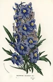 Delphinium: Delphinium pulchrum