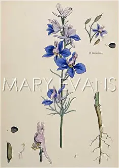 Branching: DELPHINIUM/SOWERBY