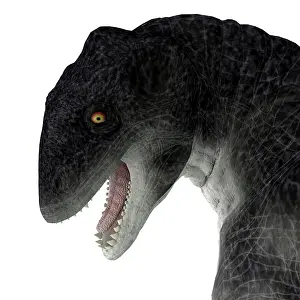 Menacing: Delphinognathus head, close-up profile