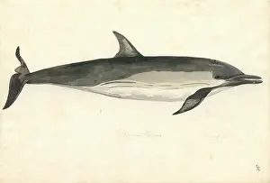 Delphis: Delphinus delphis, common dolphin