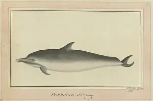 Raper: Delphinus delphis, short-beaked common dolphin