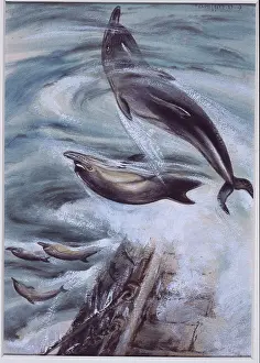 Delphis: Delphinus delphis, short-beaked common dolphin