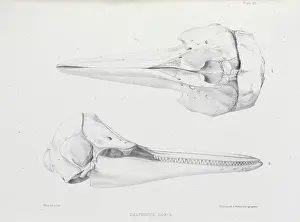 Scaled: Delphinus doris, plate 20