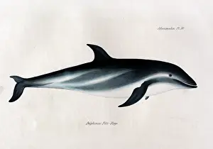 Dolphins: Delphinus fitzroyi