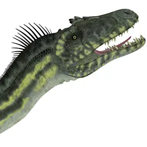 Agilis: Deltadromeus dinosaur head