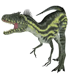 Agilis: Deltadromeus dinosaur, white background