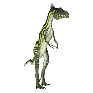 Ceratosaur: Deltadromeus dinosaur on white background