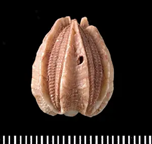 South East: Deltoblastus, a fossil blastoid