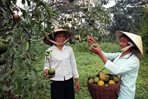Thanh: Democratic Republic of Vietnam, 1974