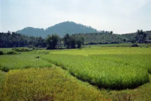 Plantations: Democratic Republic of Vietnam, 1974