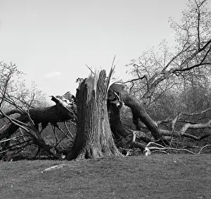 Tony Boxallfrps: Demolished tree