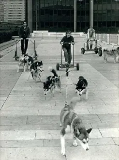 Montparnasse: Demonstration of huskie dog sled training, Montparnasse