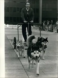 Montparnasse: Demonstration of huskie dog sled training, Montparnasse