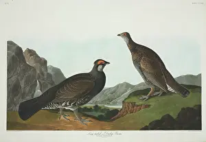 Grouse: Dendragapus obscurus, blue grouse