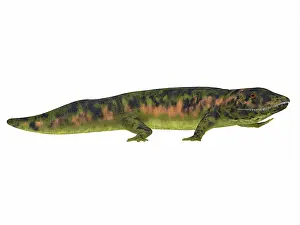Carboniferous: Dendrerpeton side view