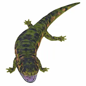 Carboniferous: Dendrerpeton on white background