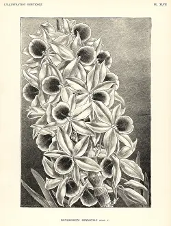 Lillustration: Dendrobium bensoniae orchid
