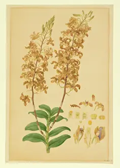 Bauer: Dendrobium discolor