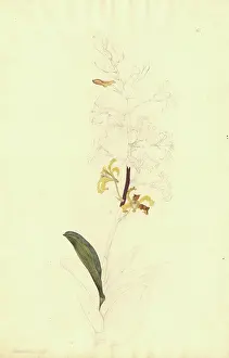 Orchidaceae: Dendrobium discolor, golden orchid