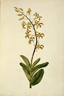 Polydore: Dendrobium discolor, golden orchid